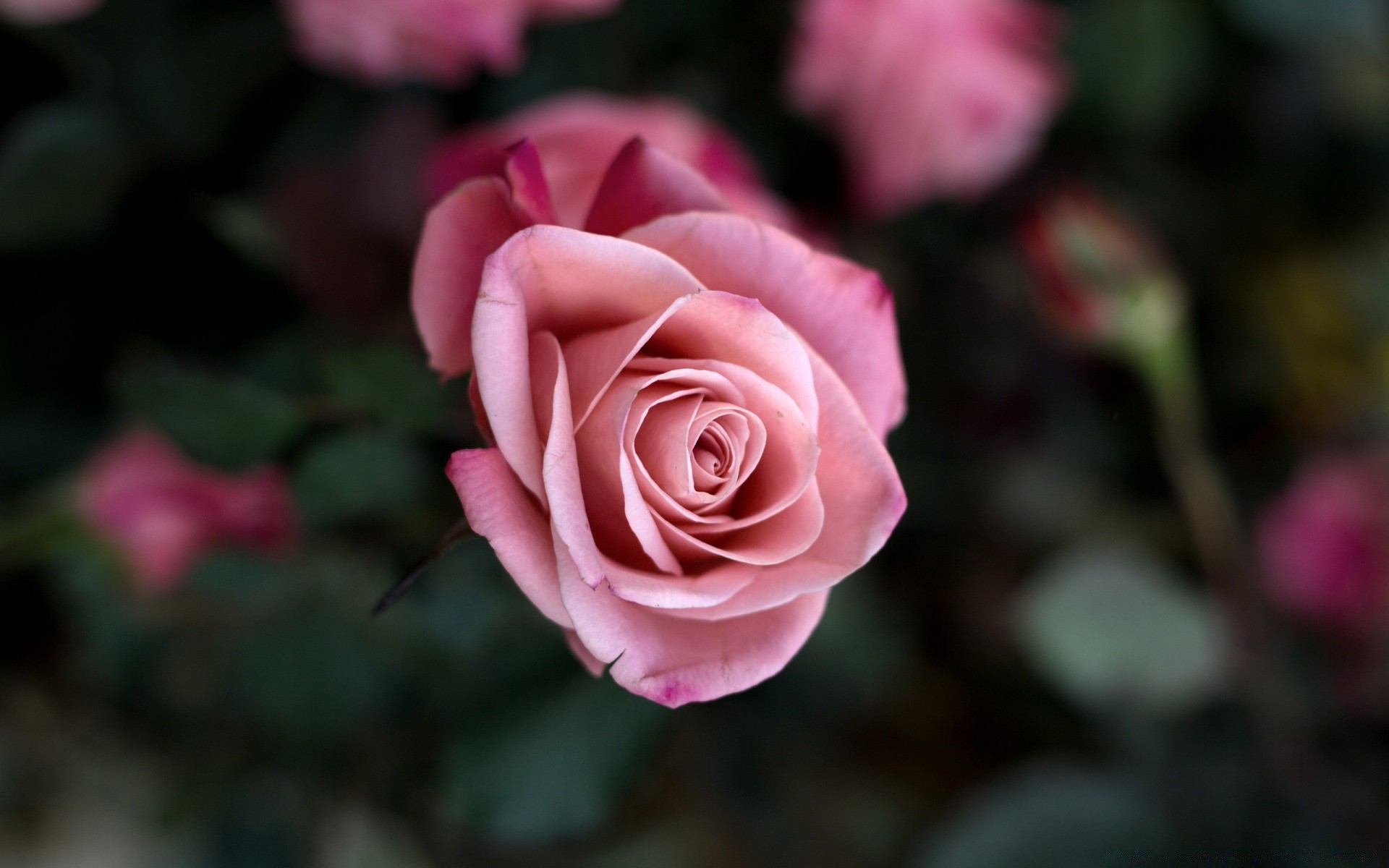 flores rosa flor pétalo romance amor flora floración naturaleza floral hoja ramo romántico boda amigo jardín delicado botánico