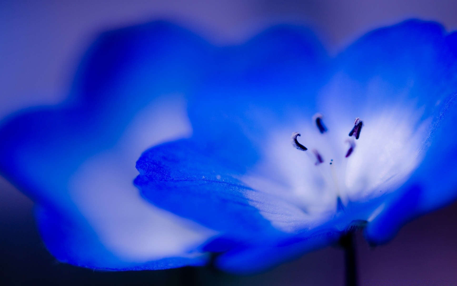 flowers blur flower abstract nature art color light bright desktop rain