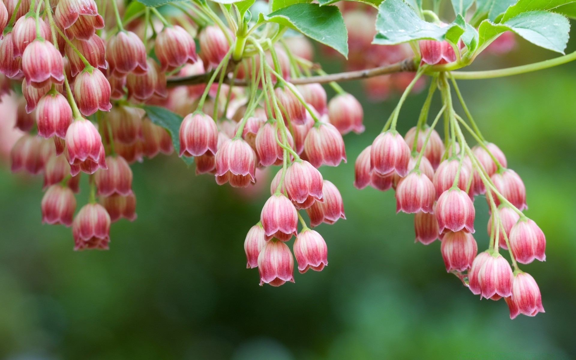 花 自然 花园 户外 悬挂 花 叶 植物群 明亮 特写 夏天