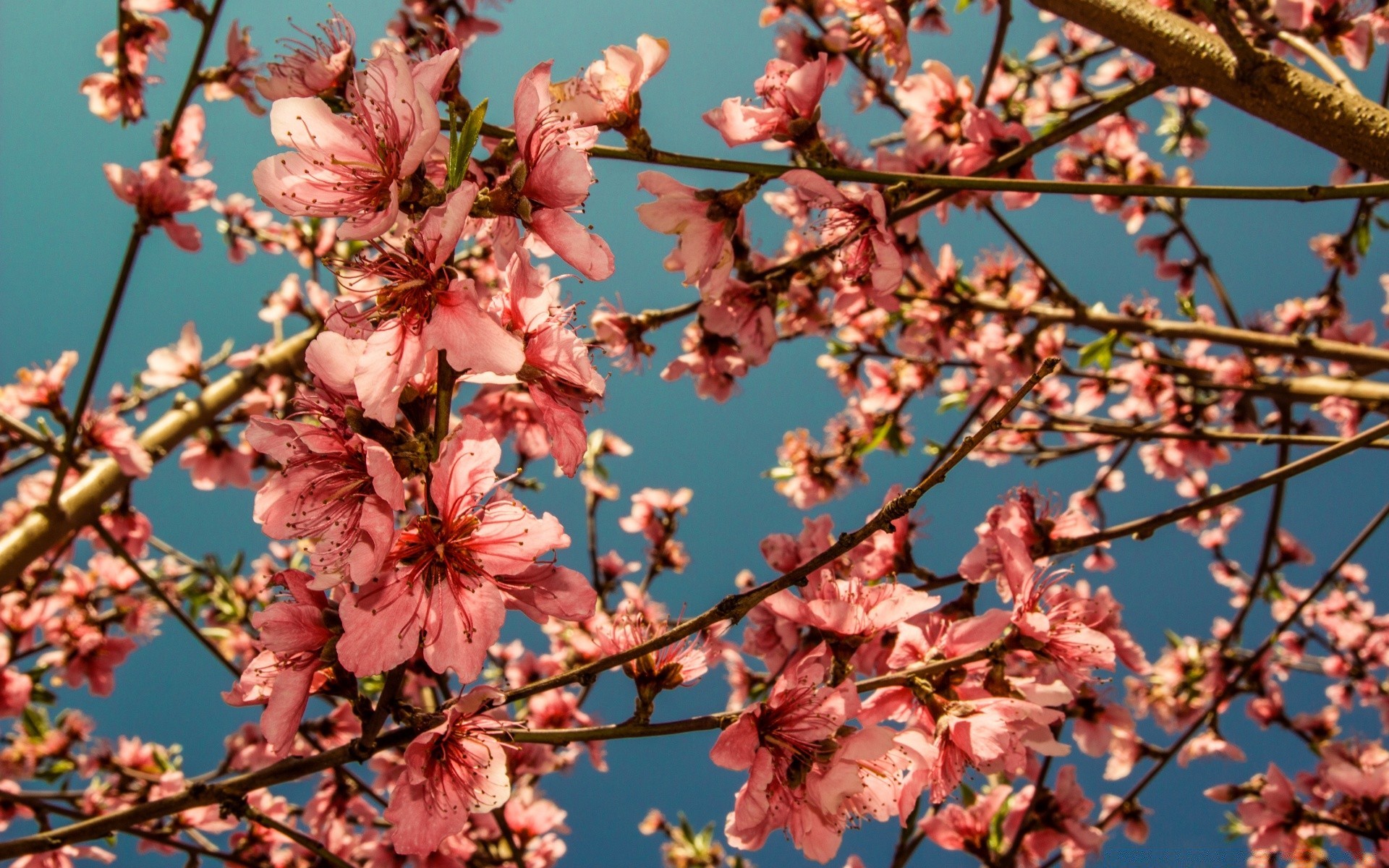 blumen baum zweig kirsche blume flora saison natur wachstum schließen garten blütenblatt im freien blühen kumpel hell frische farbe park frühling