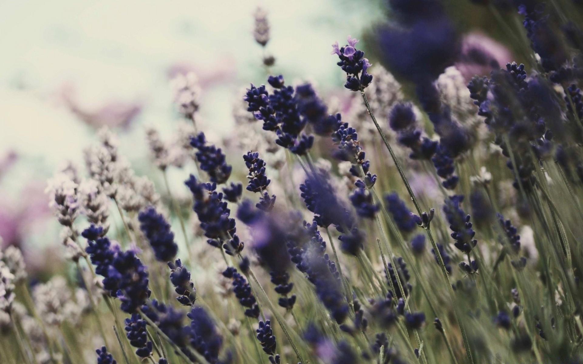 flores flor lavanda flora natureza campo violet floral blooming cor ao ar livre jardim perfume close-up ervas ervas verão aromaterapia aromáticos