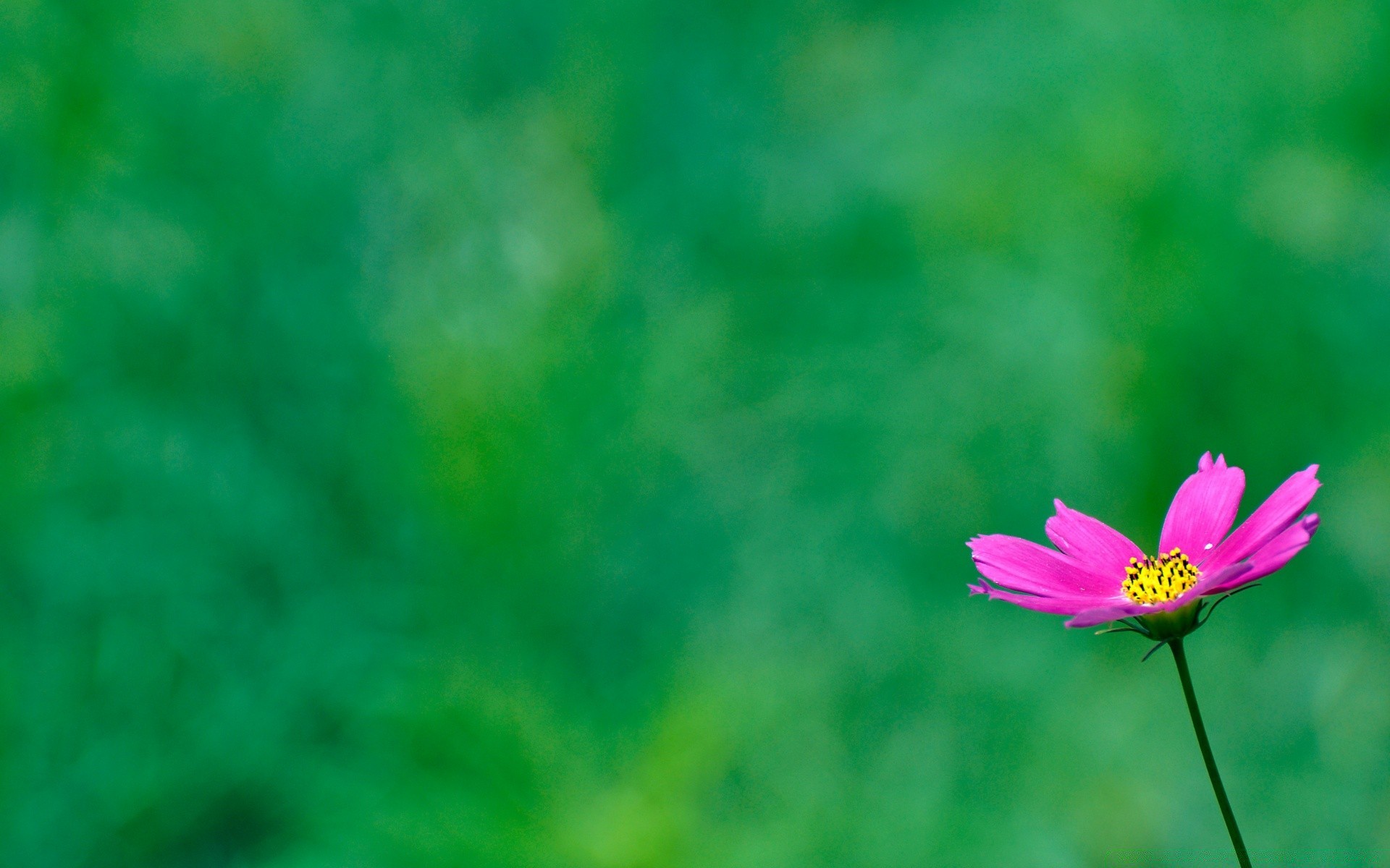 kwiaty natura kwiat lato liść flora jasny wzrost trawa na zewnątrz kolor rozmycie ogród dobra pogoda