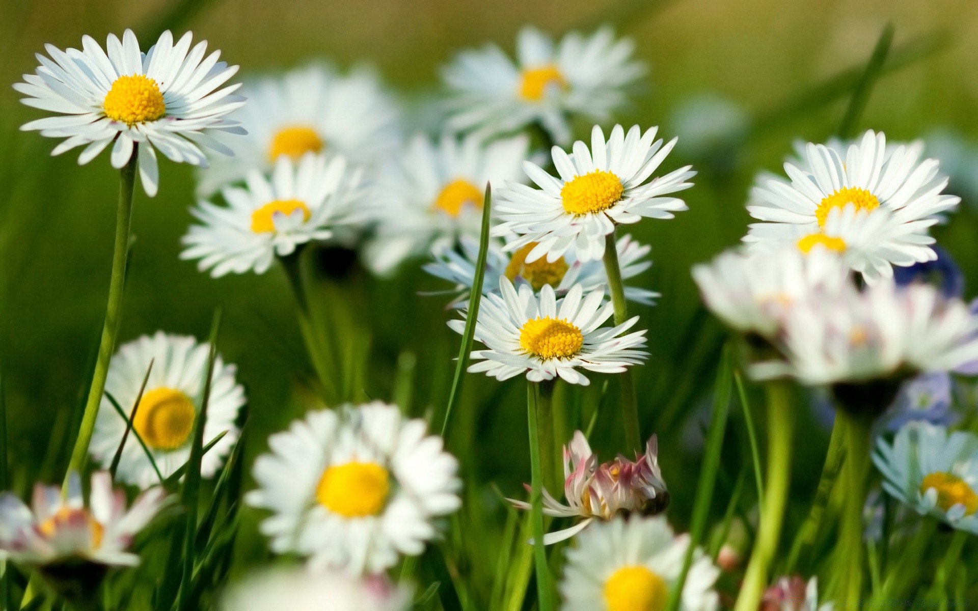 fiori natura flora fiore estate giardino campo floreale erba foglia margherita luminoso fieno fioritura crescita petalo bel tempo stagione colore rurale