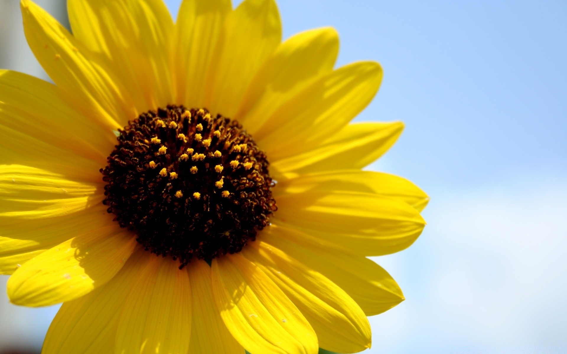 fleurs nature fleur été flore lumineux tournesol croissance feuille beau temps belle couleur gros plan à l extérieur jardin pollen