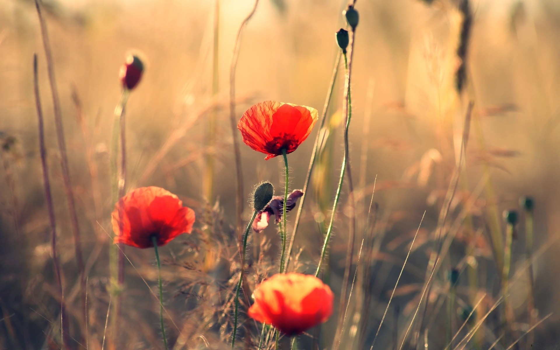 flowers flower poppy nature field grass outdoors summer flora rural hayfield garden sun leaf fair weather color bright season blur