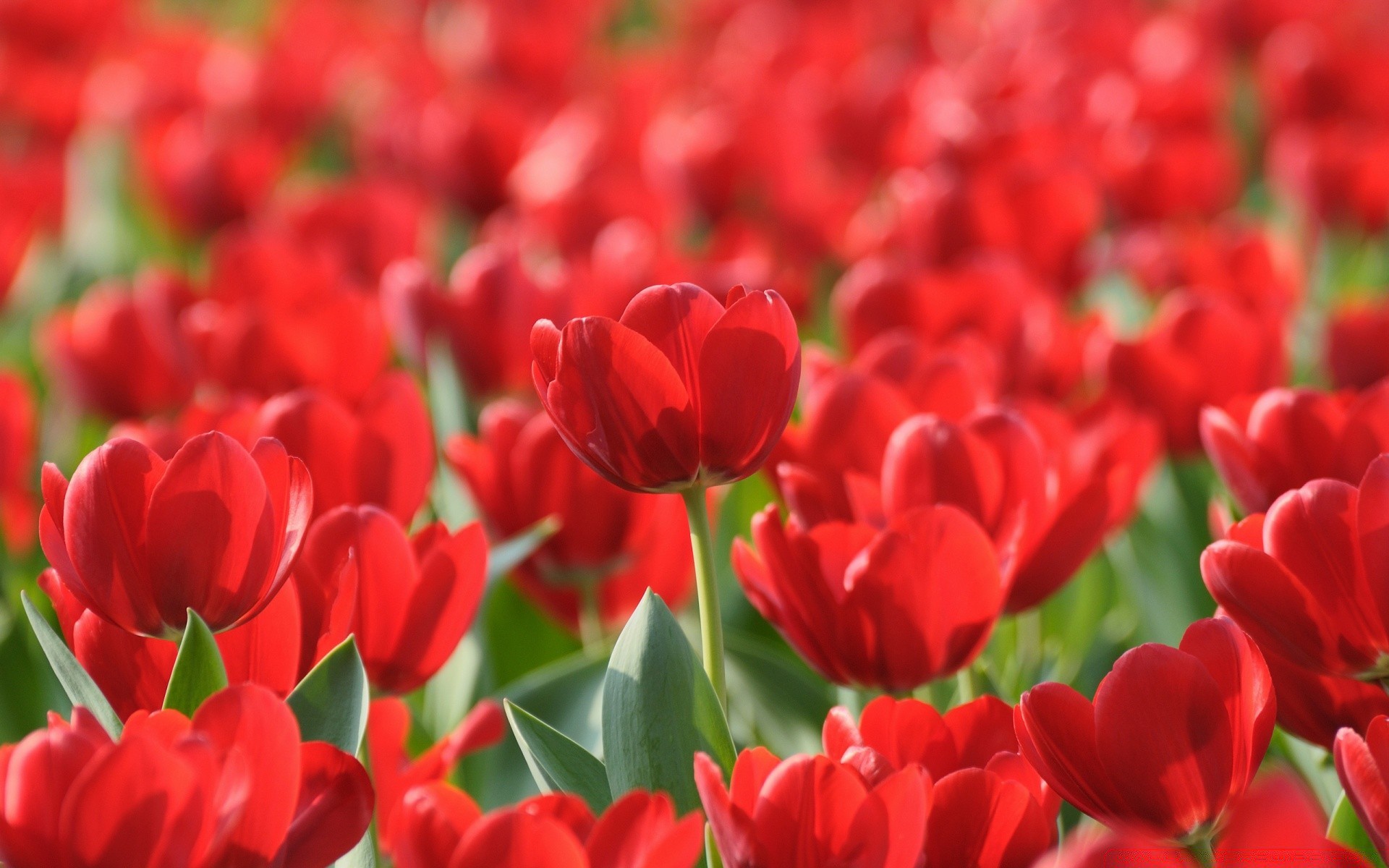 fleurs tulipe fleur jardin flore nature champ couleur floral pétale feuille bluming été croissance lumineux saison romance amour lampes pâques