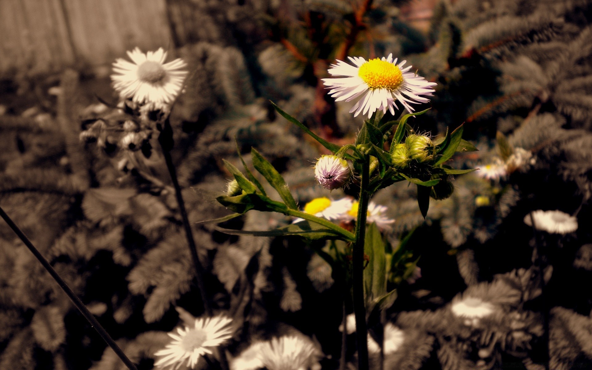 çiçekler çiçek doğa flora yaz çiçek alan renk bahçe çimen çiçeklenme büyüme açık havada yaprak petal güzel güneş