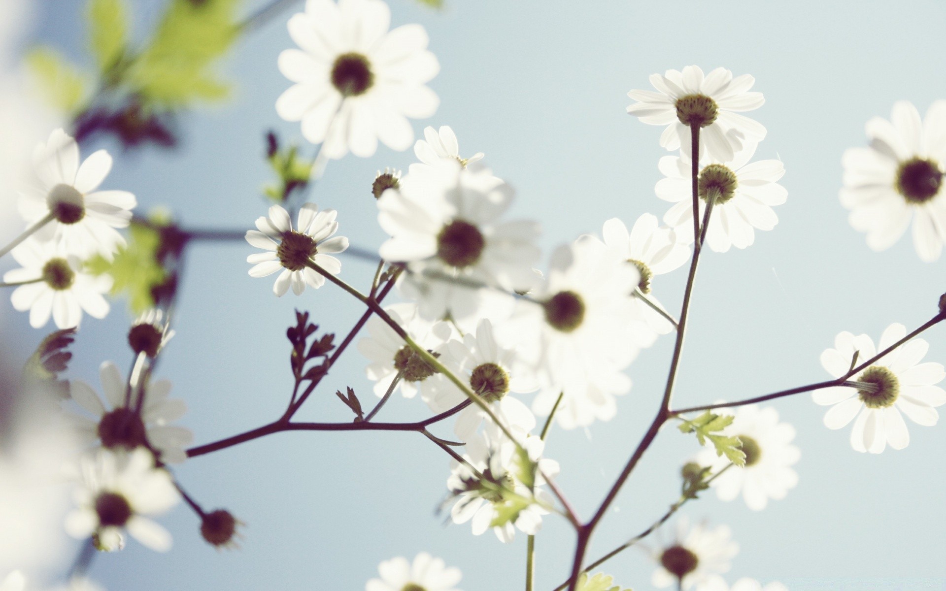 çiçekler çiçek doğa flora yaz yaprak büyüme petal parlak güneş bahçe açık havada çiçek açan kiraz yakın çekim çiçek güzel narin güzel hava