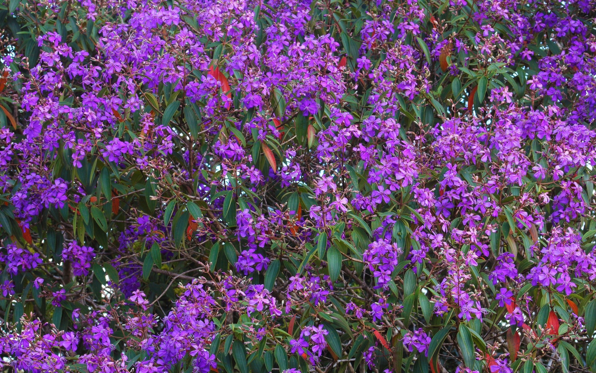 fleurs fleur flore jardin bluming floral violet nature été pétale feuille couleur à l extérieur champ parfum parc vivace arbuste