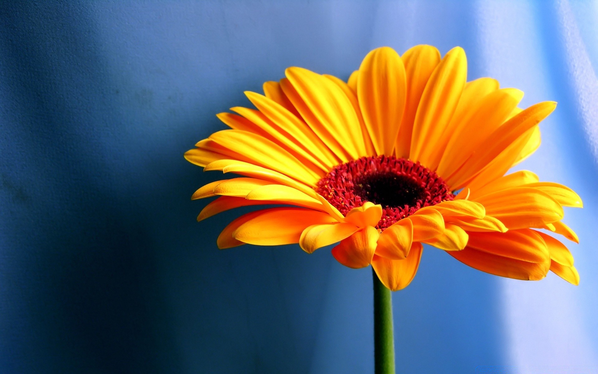 fleurs nature été lumineux flore fleur croissance pétale