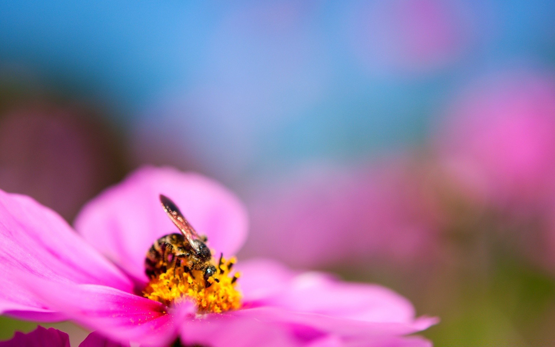 flowers nature flower summer insect blur bee pollen dof garden bright leaf flora outdoors fair weather grass color