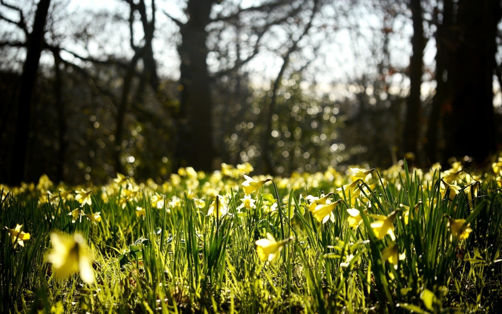 fleurs nature fleur saison herbe beau temps parc feuille flore foin lumineux soleil printemps jardin croissance été champ rural paysage à l extérieur