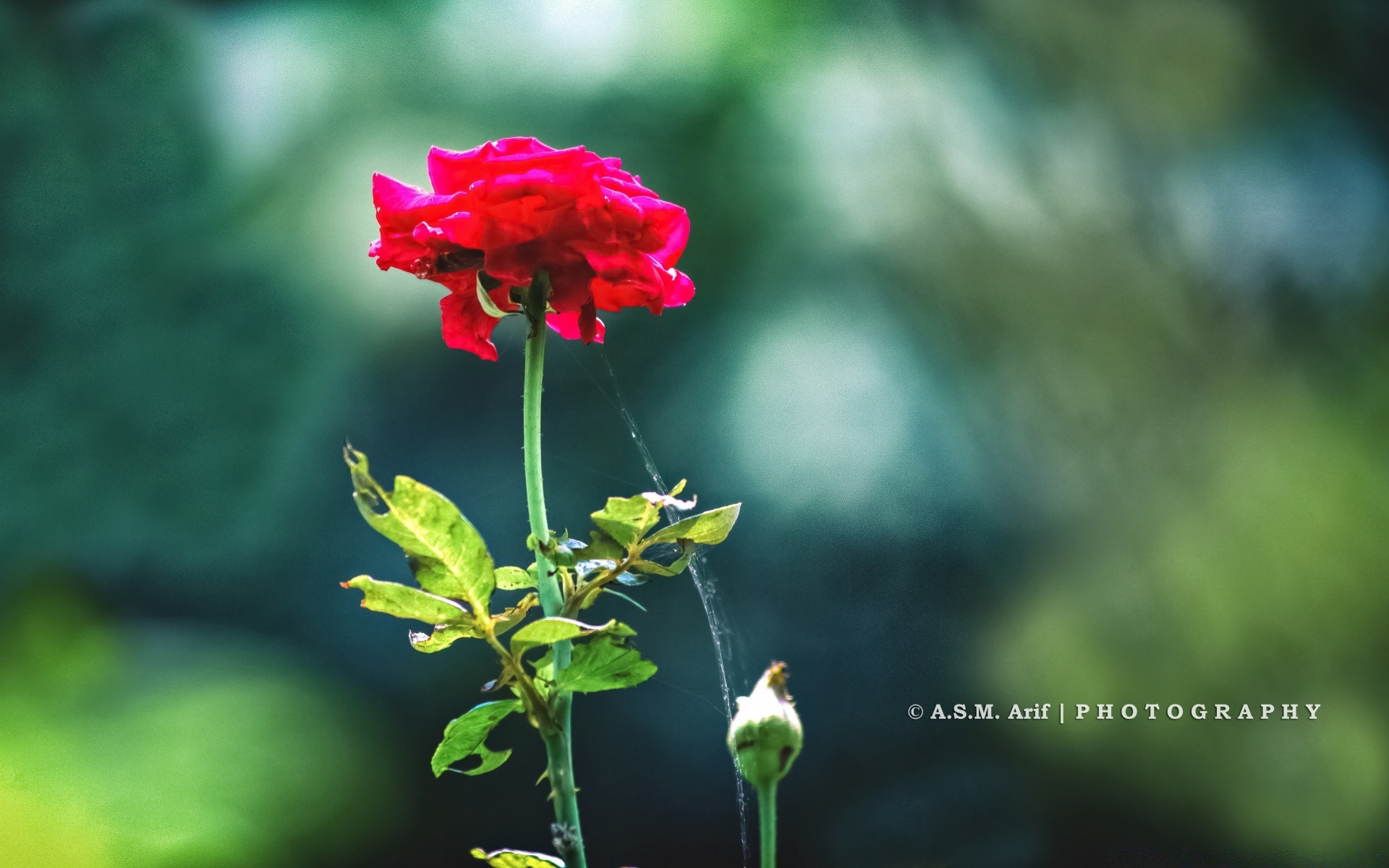 çiçekler doğa çiçek yaprak açık havada flora yaz bahçe büyüme petal parlak güzel hava