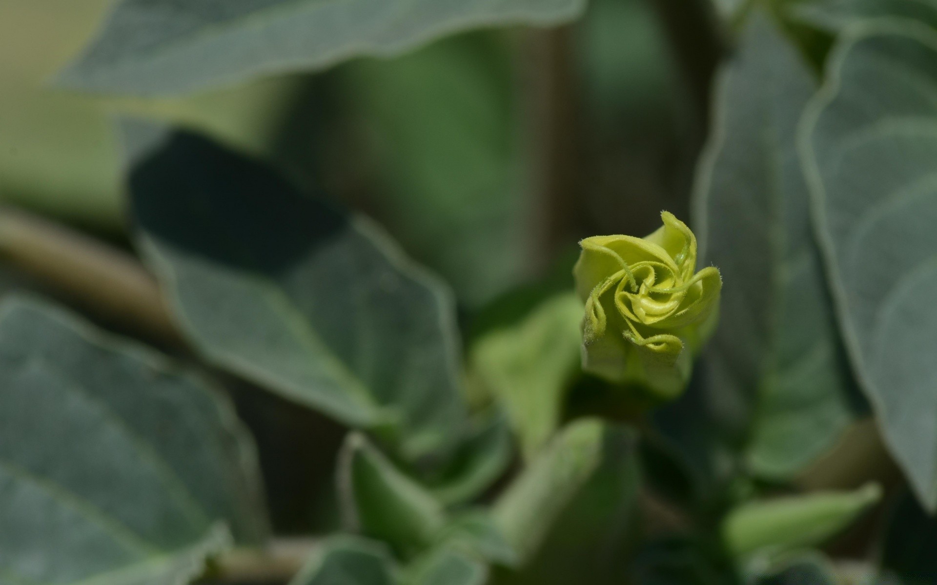 flowers leaf flora nature food growth garden close-up summer flower desktop freshness color vegetable outdoors close