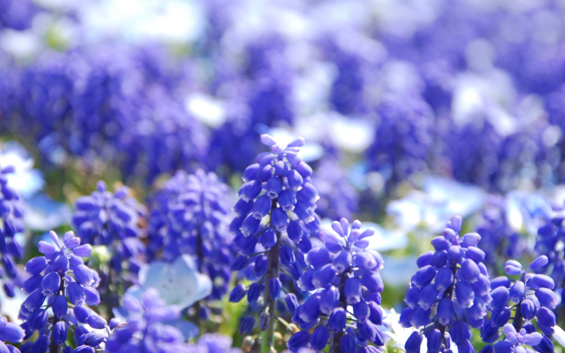 fleurs nature fleur flore jardin été pétale bluming à l extérieur saison floral feuille croissance champ couleur violet gros plan foin parc lumineux