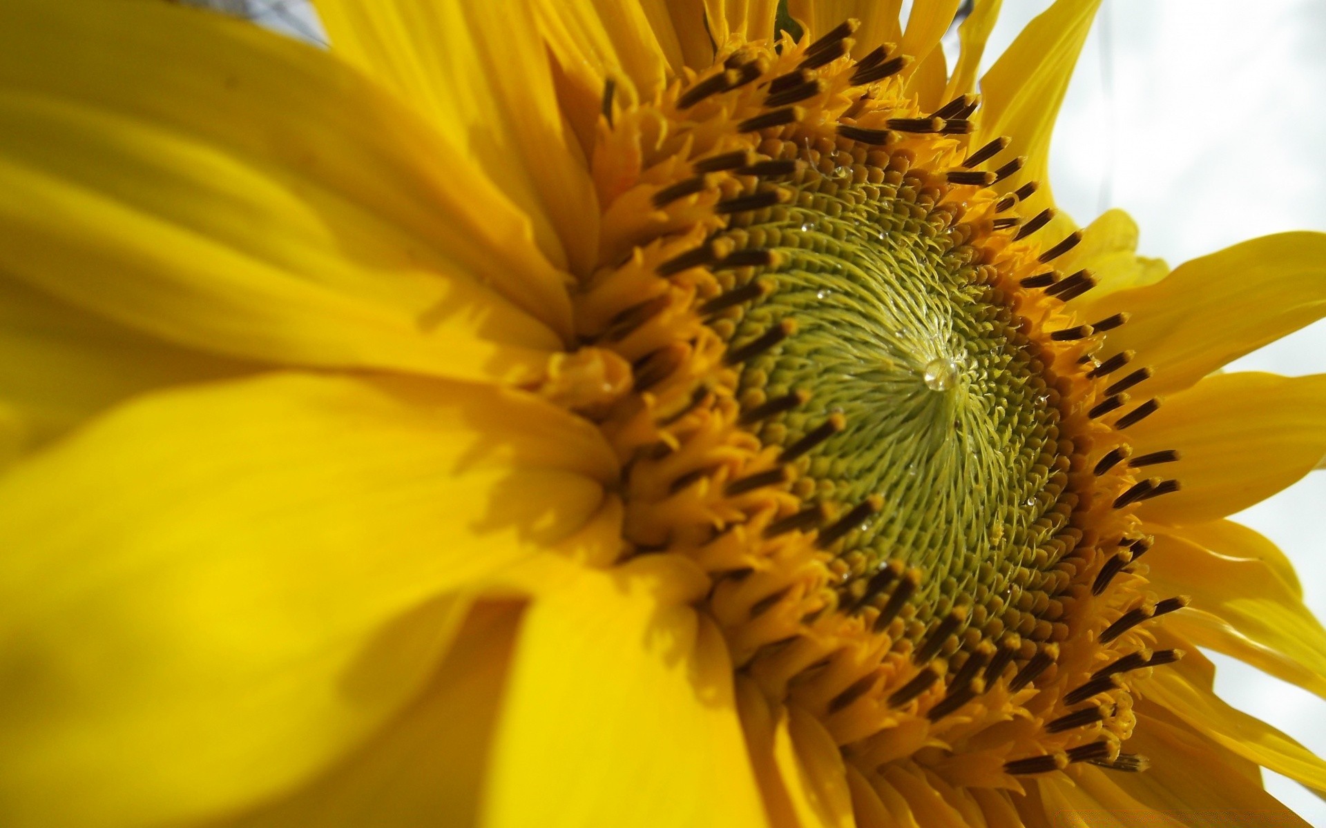 fleurs fleur nature tournesol flore lumineux été pollen belle couleur gros plan croissance pétale jardin feuille bluming floral bureau