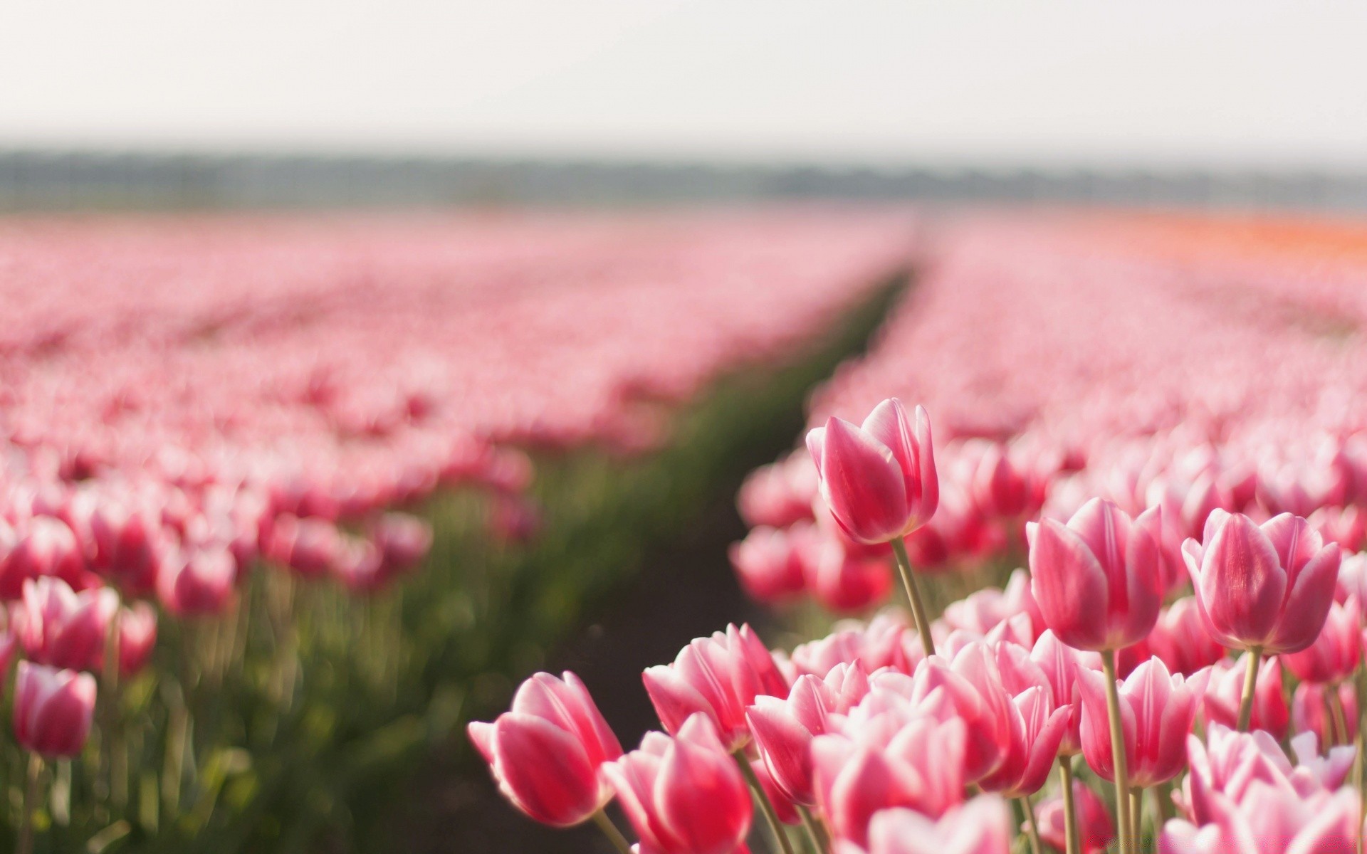 çiçekler çiçek lale doğa bahçe flora alan yaz renk çiçek çiçek açan petal park yaprak parlak sezon paskalya çimen güzel hava açık havada