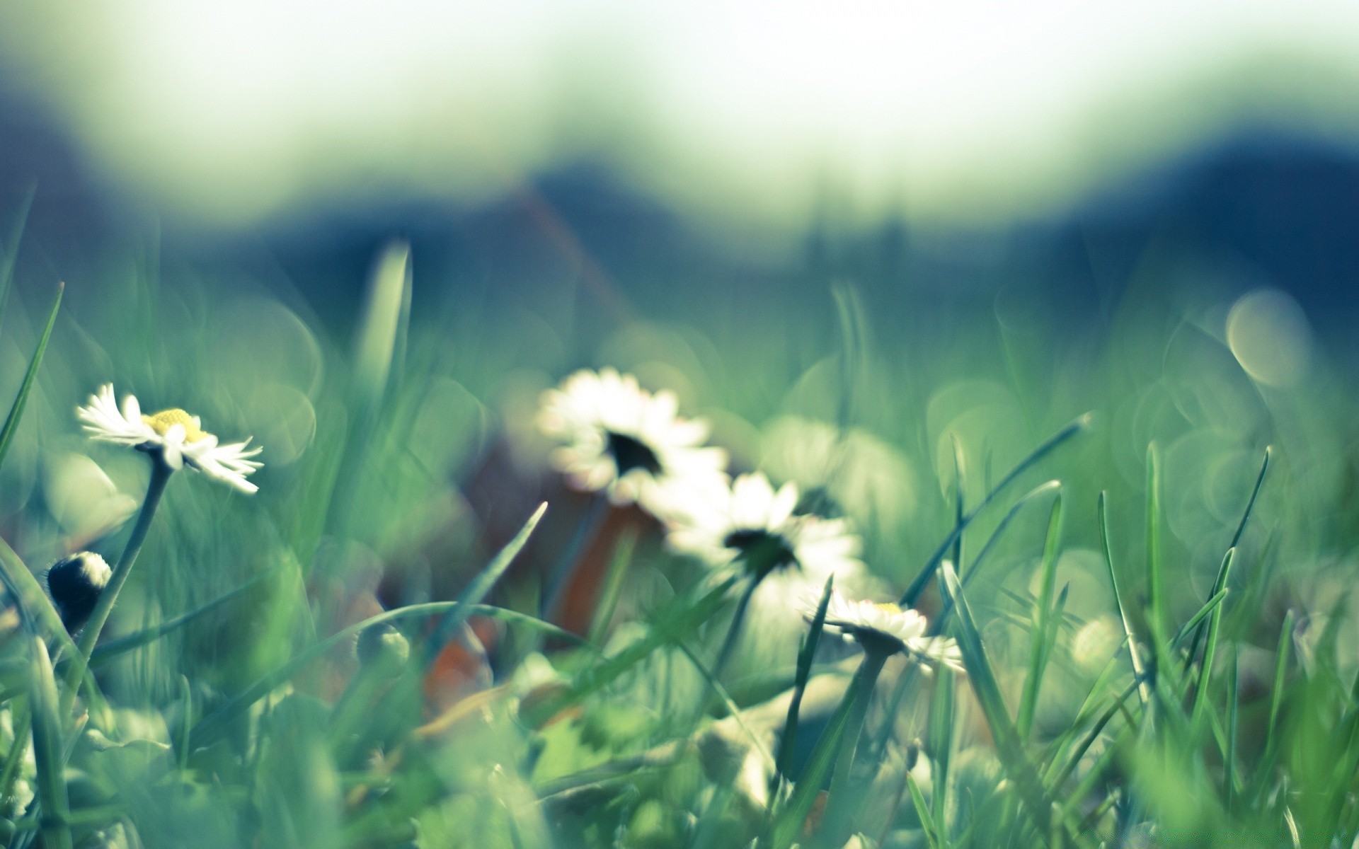 çiçekler çimen saman otu çiçek yaz doğa alan güzel hava güneş flora kırsal bulanıklık bahçe çim sezon büyüme yaprak açık havada parlak yakın çekim