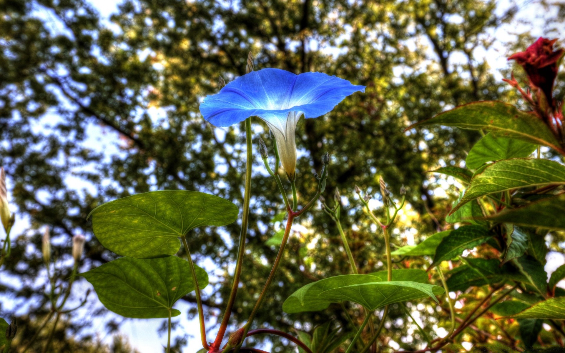 flores naturaleza hoja flora verano árbol al aire libre jardín flor color brillante crecimiento temporada buen tiempo primer plano hermoso rama medio ambiente parque cielo