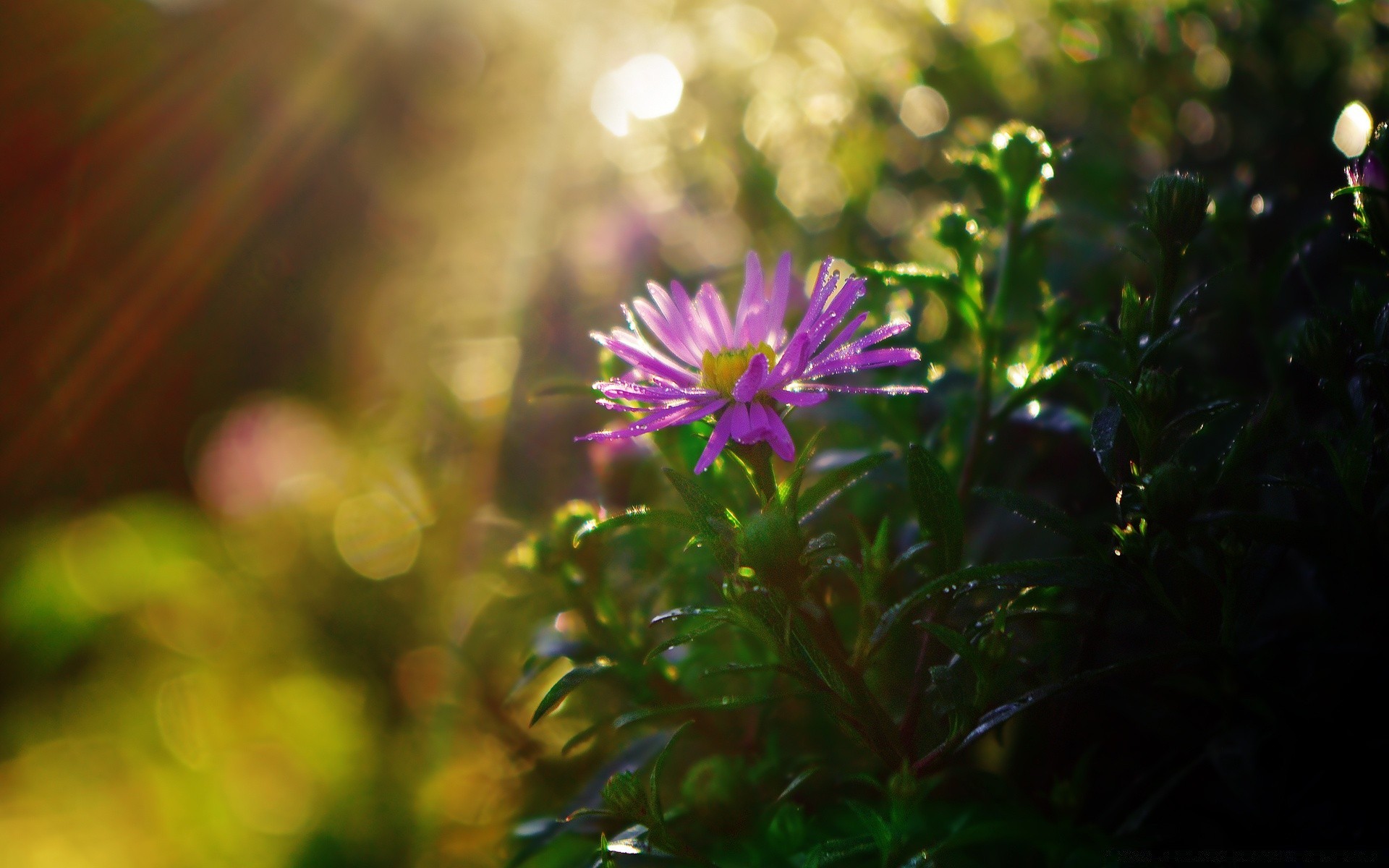 flowers flower nature garden leaf summer flora color fair weather outdoors sun growth blur field