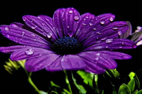 Hermosa flor púrpura sobre fondo negro