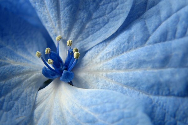 Von dieser Blume weht ein Märchen