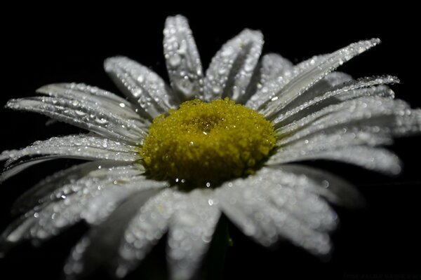 Close-up of a beautiful daisy flower