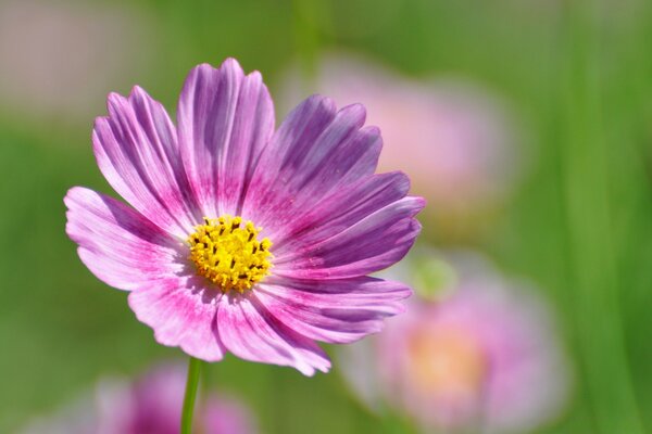 Eine Blume, lila, sieht aus wie Kamille