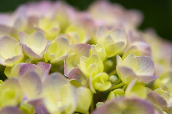 Bellissimi fiori gialli in natura