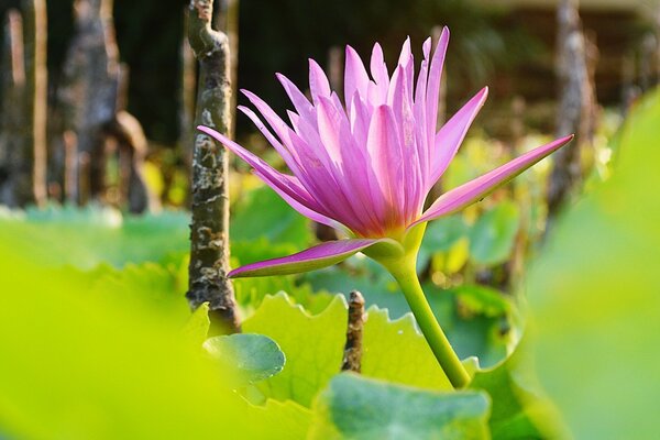 Foto di un fiore rosa su uno sfondo di foresta