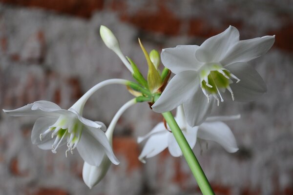 A houseplant. White flower