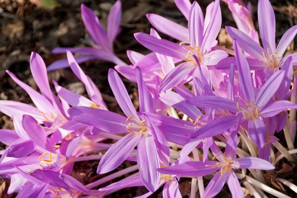 Flores púrpuras brillantes de cerca