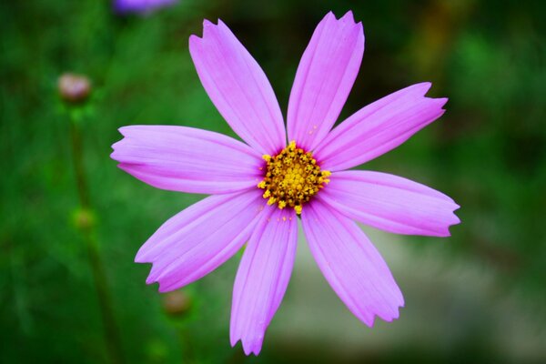 Nature avec flore fleurs sur fond