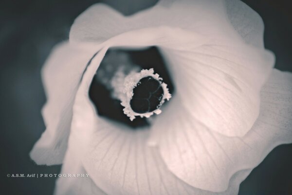 Monochromes Foto. Die Blume. Die Natur