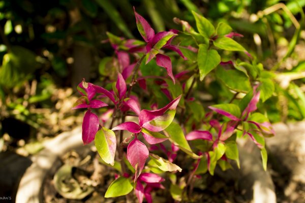 Gartenblumen ähnlich wie Mokritz