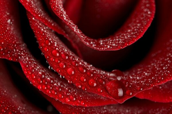 Rote Rose Blume