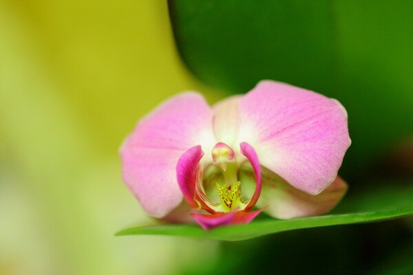 Flor rosa incomum close-up