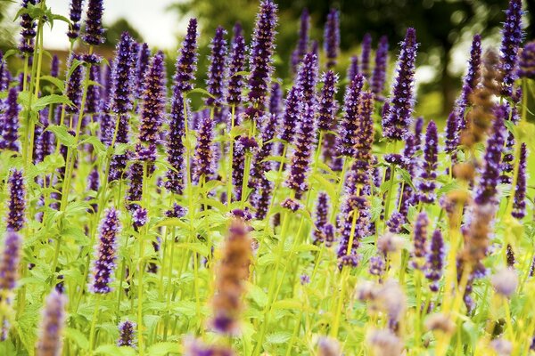 Flores de salvia en hierba verde