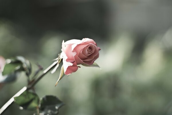 Belle feuille de fleur d été