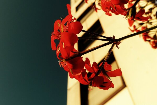 Red flowers on the background of houses