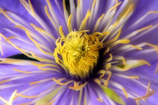 Foto von einer bunten Blume mit violetten Blättern