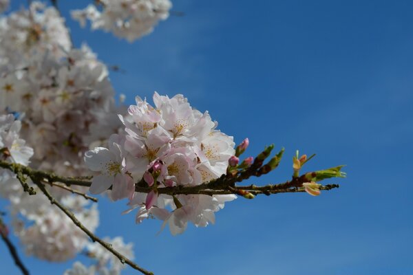 Blooming cherry on a blue sky background