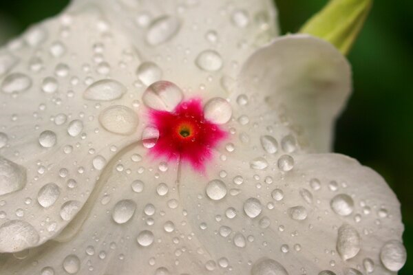 Gotas de rocío en una flor blanca de Begonia