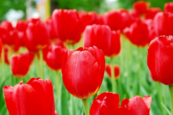 Jardín flor tulipán en la naturaleza