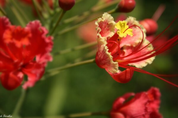 Rote Blumen mit roten Ranken