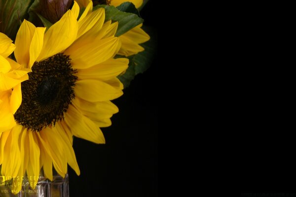 Sunflower flower on black background