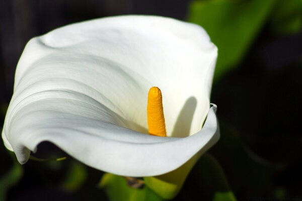 Weiße Lilie. Die Natur. Floristik