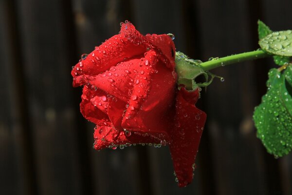 Rosa roja en rocío sobre fondo negro