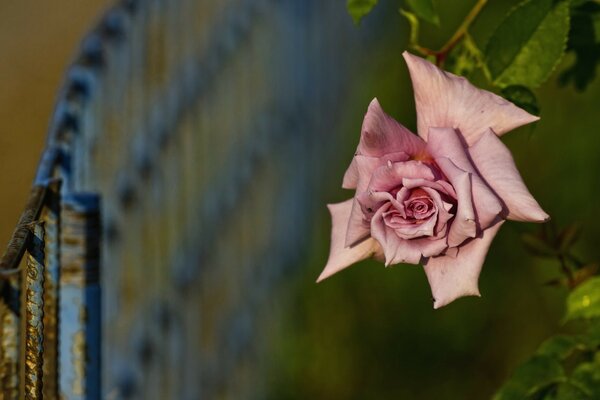 Flor de rosa al aire libre