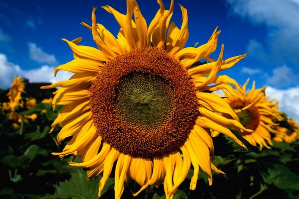 Sonnenblumenfeld an einem sonnigen Tag